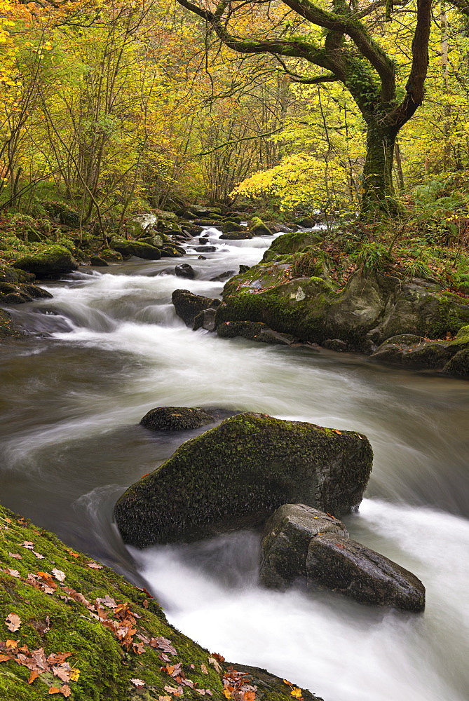 East Lyn River at Watersmeet in autumn, Exmoor, Devon, England, United Kingdom, Europe