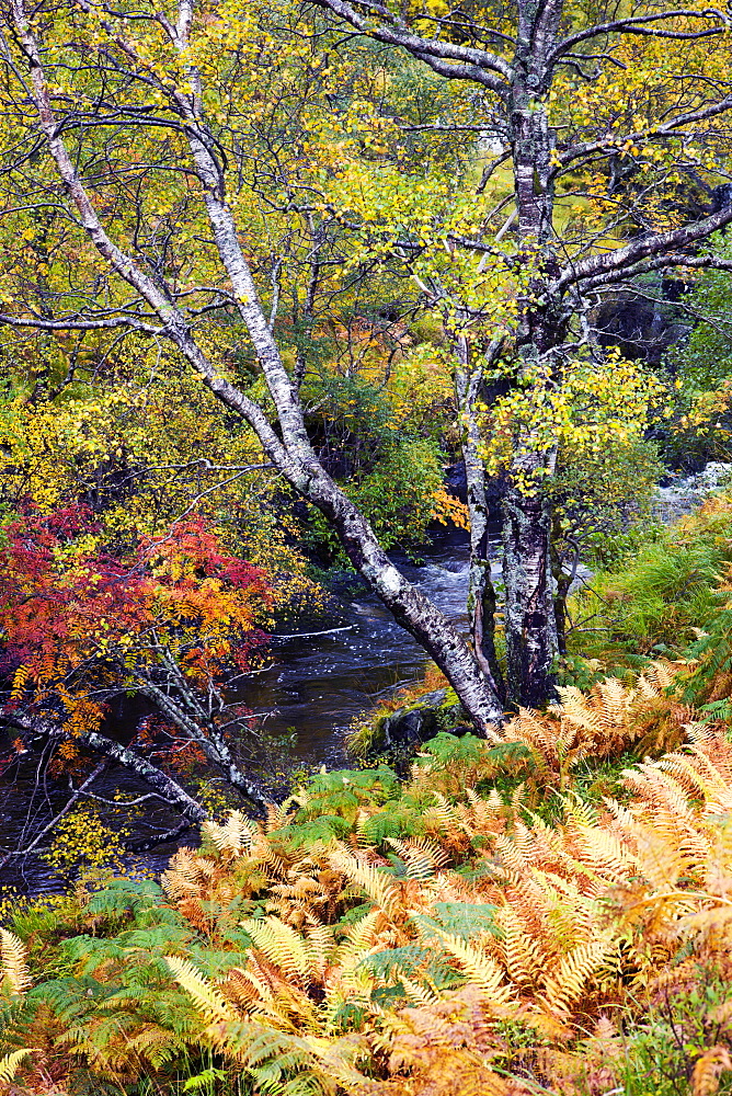 Magnificent display of autumn colours beside a mountain stream near Kinloch Hourn, Highlands, Scotland, United Kingdom, Europe