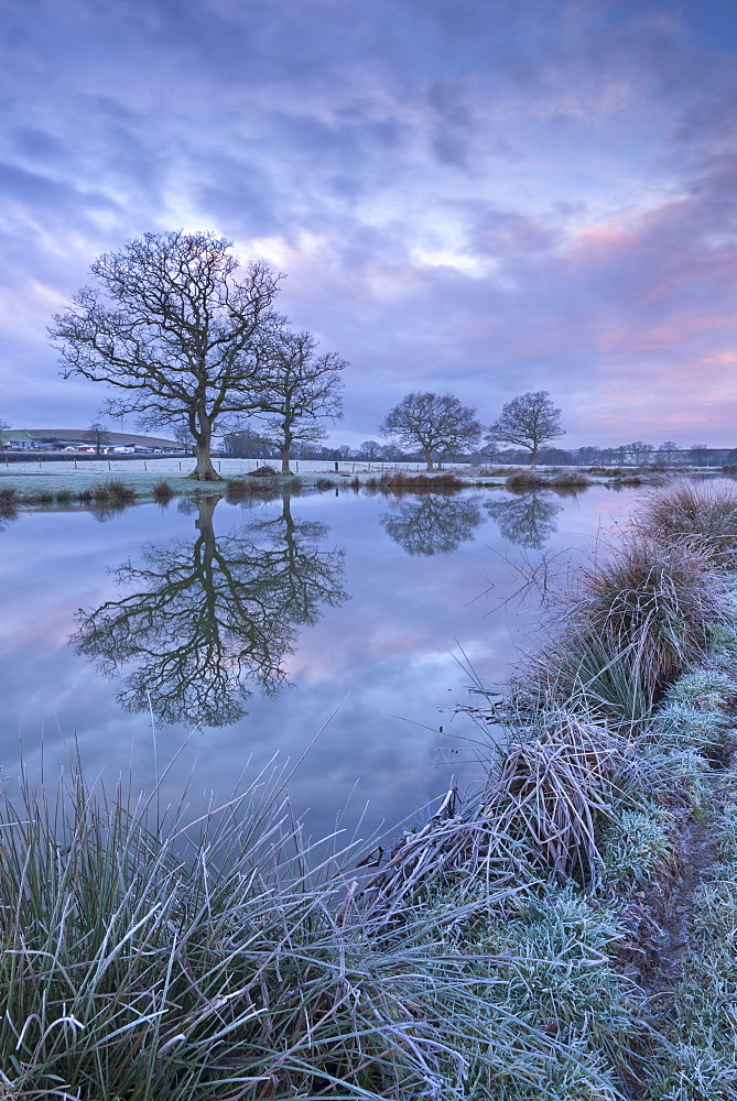 Frosty winter morning beside a rural pond, Morchard Road, Devon, England, United Kingdom, Europe