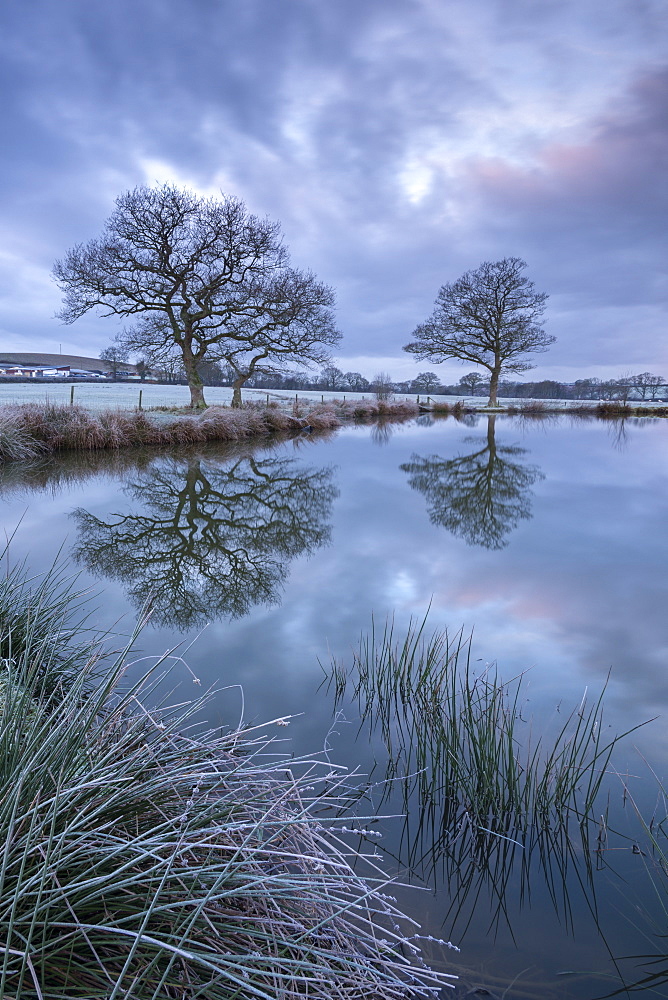 Frosty winter morning beside a rural pond, Morchard Road, Devon, England, United Kingdom, Europe