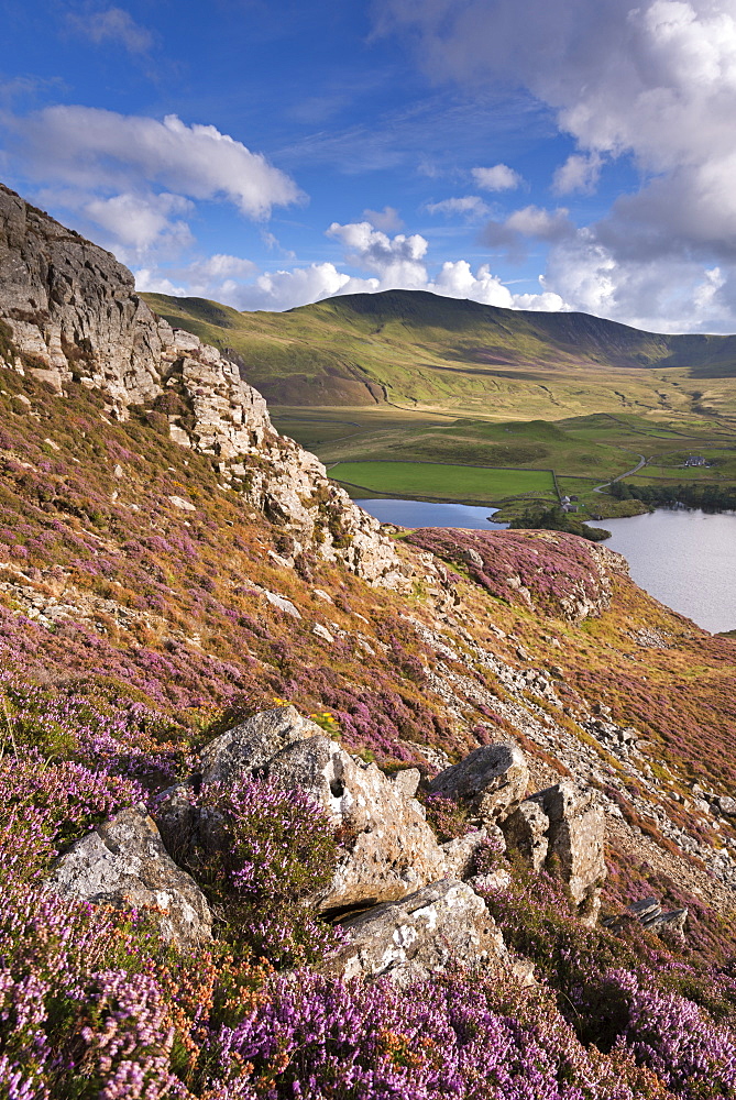 Heather carpeted mountainside in autumn above Llynnau Cregennen, Snowdonia National Park, Wales, United Kingdom, Europe