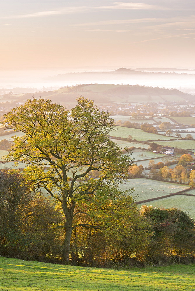 Glastonbury Tor at dawn from the Mendips, Somerset, England, United Kingdom, Europe