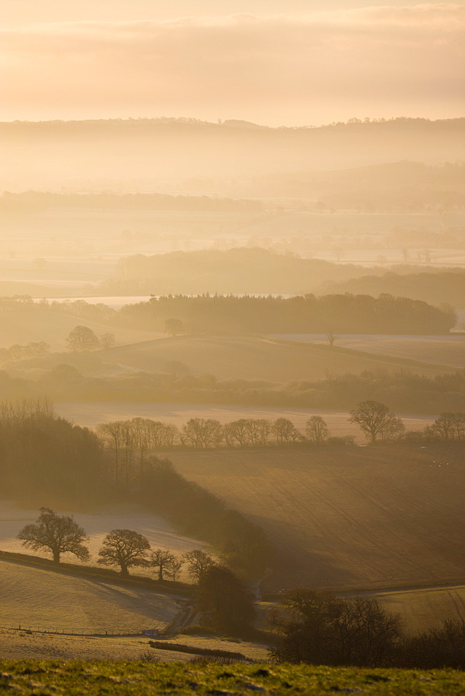 Sheep grazing on Raddon Hill, overlooking frosty and misty countryside, Mid Devon, England, United Kingdom, Europe