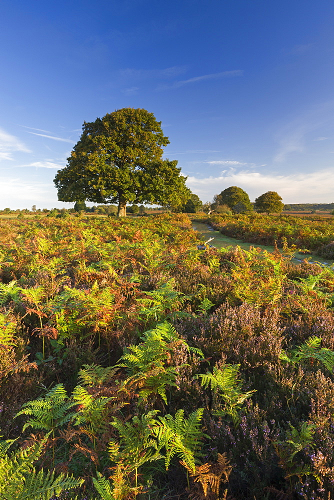 Colourful heathland of the New Forest National Park, Hampshire, England, United Kingdom, Europe