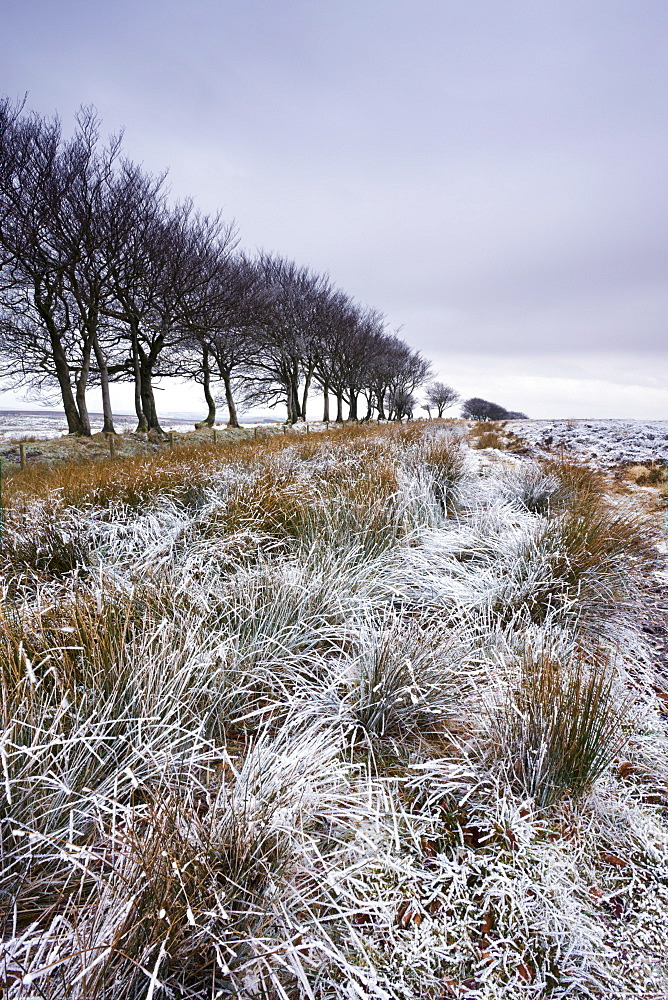 Snow dusted winter landscape by Alderman's Barrow Allotment, Exmoor National Park, Somerset, England, United Kingdom, Europe