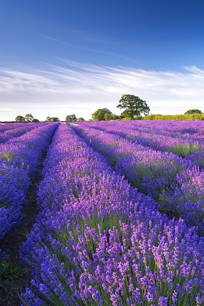 Lavender field in flower, Faulkland, Somerset, England, United Kingdom, Europe