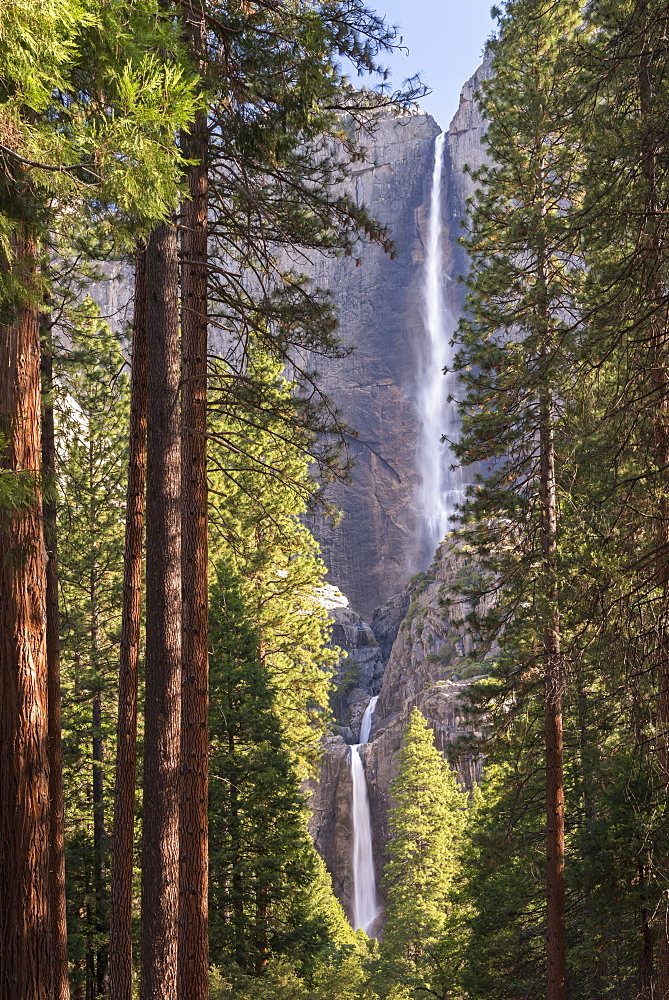 Yosemite Falls through the conifer woodlands of Yosemite Valley, UNESCO World Heritage Site, California, United States of America, North America