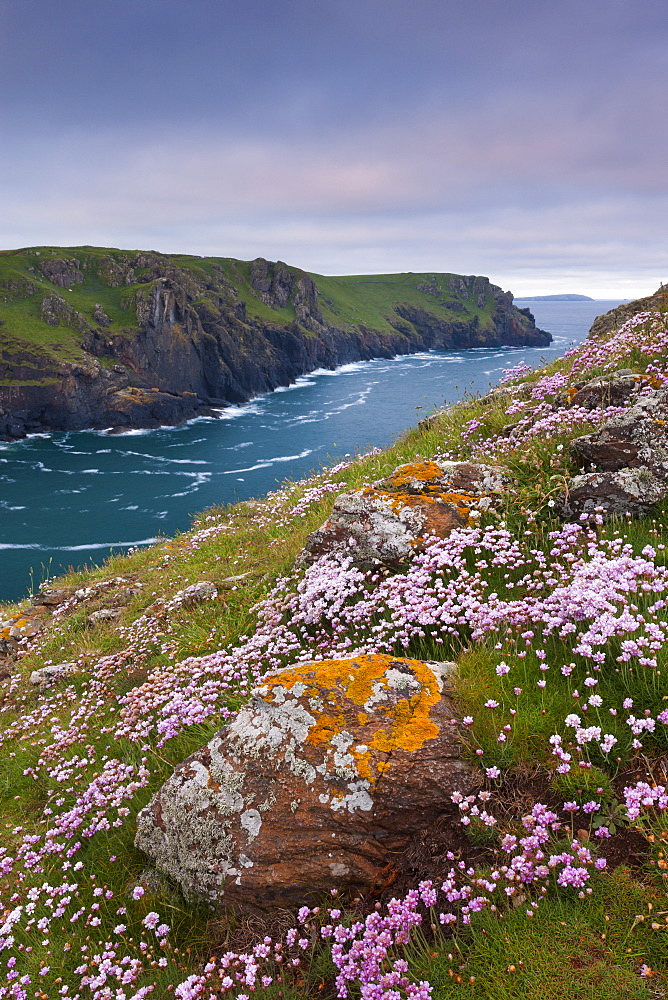 Sea pink wildflowers flowering on the cliff tops on The Rumps, North Cornwall, England, United Kingdom, Europe