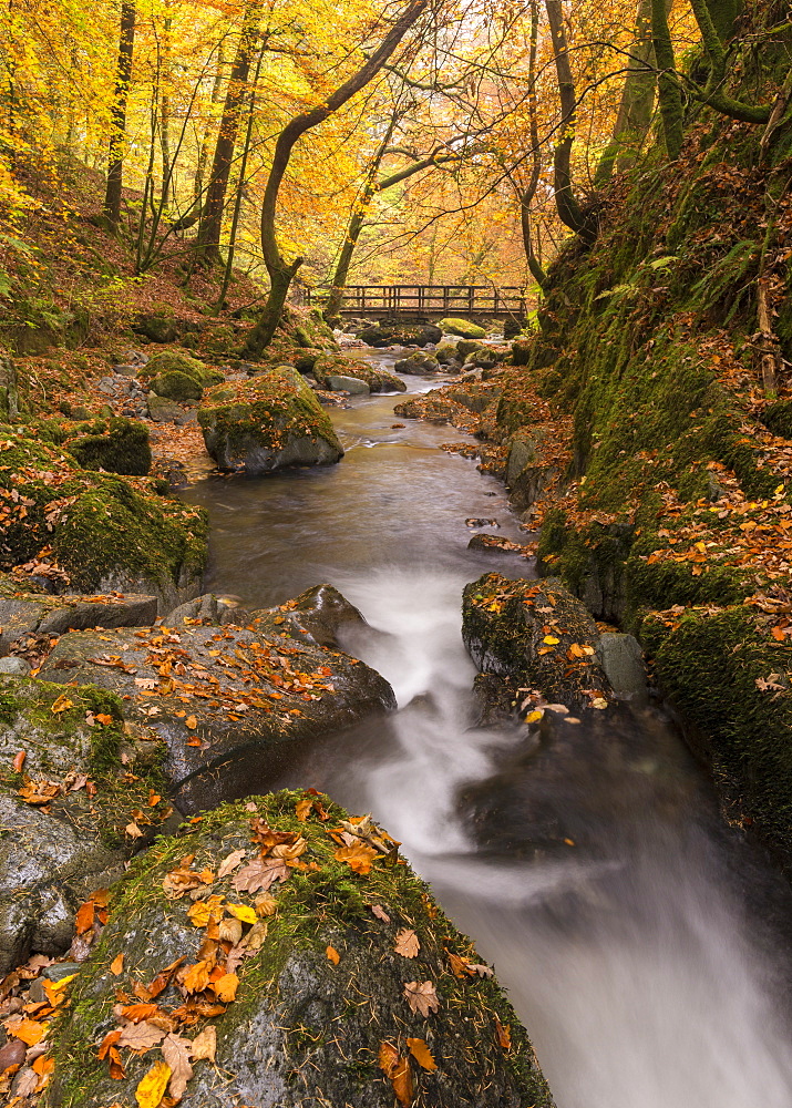 Autumnal foliage surrounding Stock Ghyll Beck near Ambleside, Lake District, Cumbria, England, United Kingdom, Europe