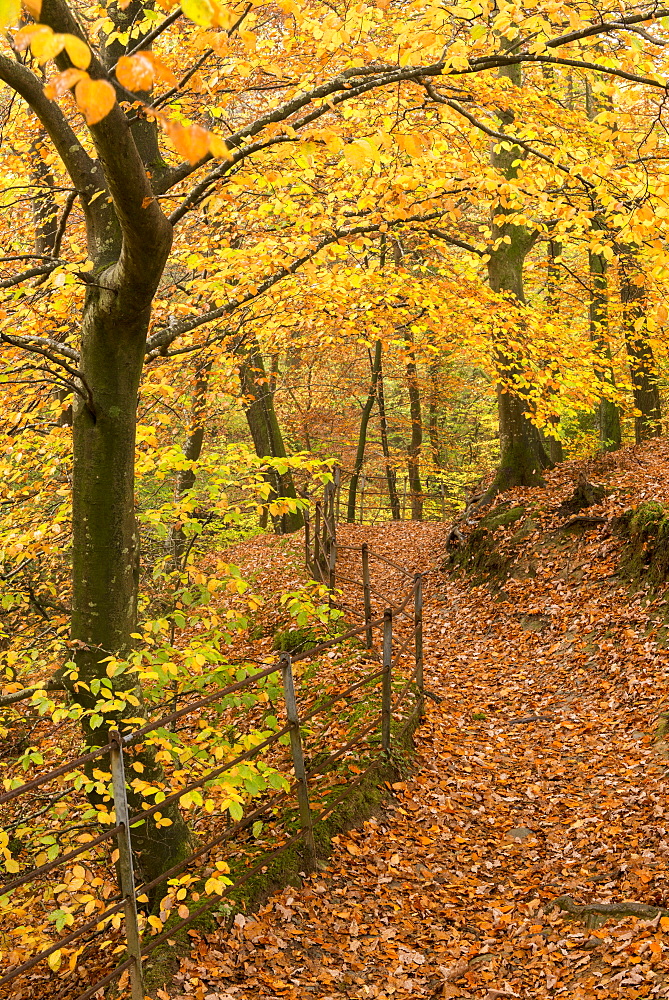 Footpath through autumnal woodland, Stock Ghyll Woods near Ambleside, Lake District, Cumbria, England, United Kingdom, Europe