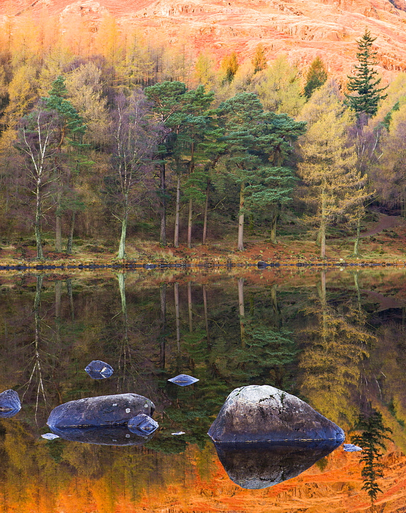 Mountain and tree reflections in Blea Tarn in autumn, Lake District National Park, Cumbria, England, United Kingdom, Europe