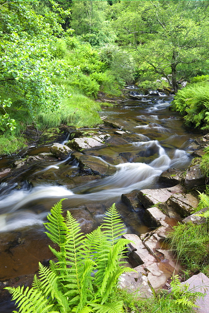 The River Caerfanell at Blaen-y-glyn surrounded by summer green foliage, Brecon Beacons National Park, Powys, Wales, United Kingdom, Europe