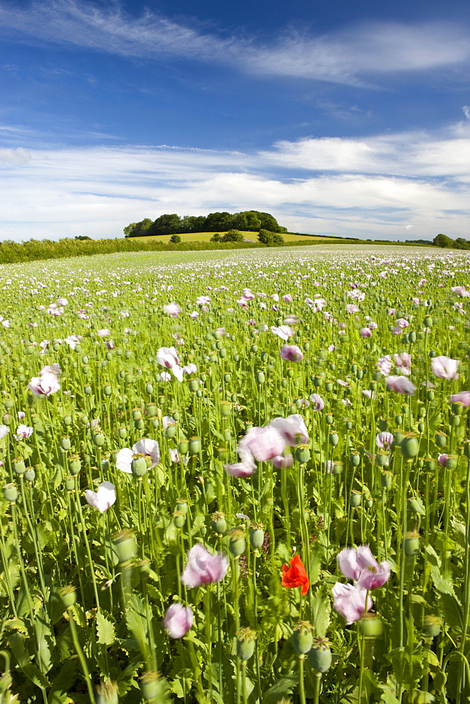 Pink poppyfield growing in the Dorset countryside, Dorset, England, United Kingdom, Europe