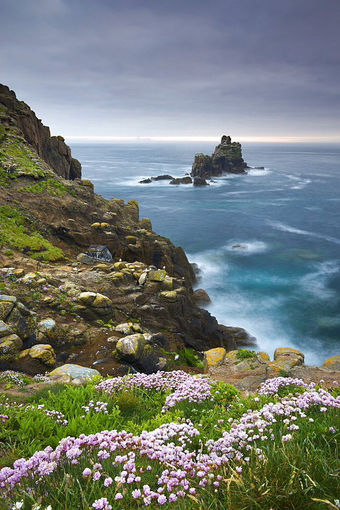 Thrift growing on the cliffs of Land's End, looking towards the Armed Knight rock stack, Cornwall, England, United Kingdom, Europe