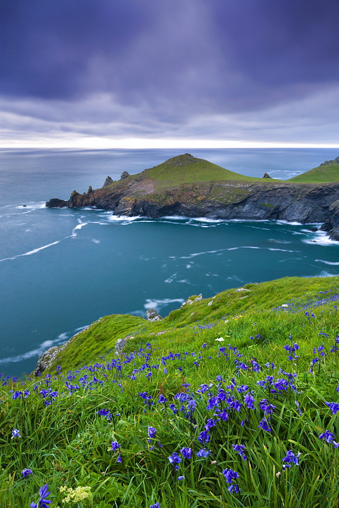 Common bluebells (Hyacinthoides non scriptus) growing on the cliff slopes near The Rumps, North Cornwall, England, United Kingdom, Europe