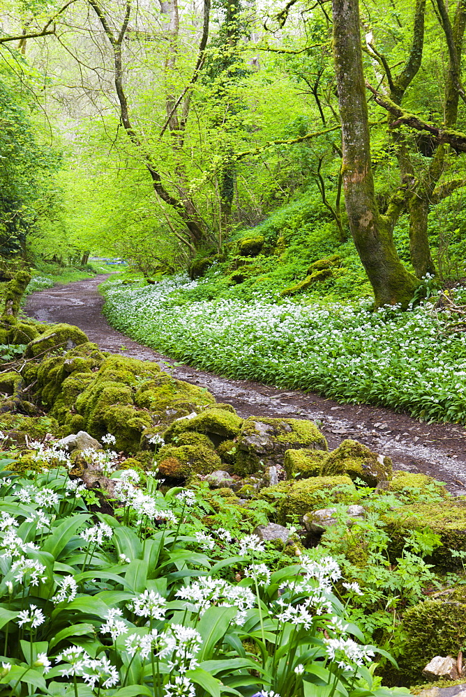 Wild garlic (ramsons) (Allium ursinum) growing in Black Woods nature reserve in Cheddar Gorge, Somerset, England, United Kingdom, Europe