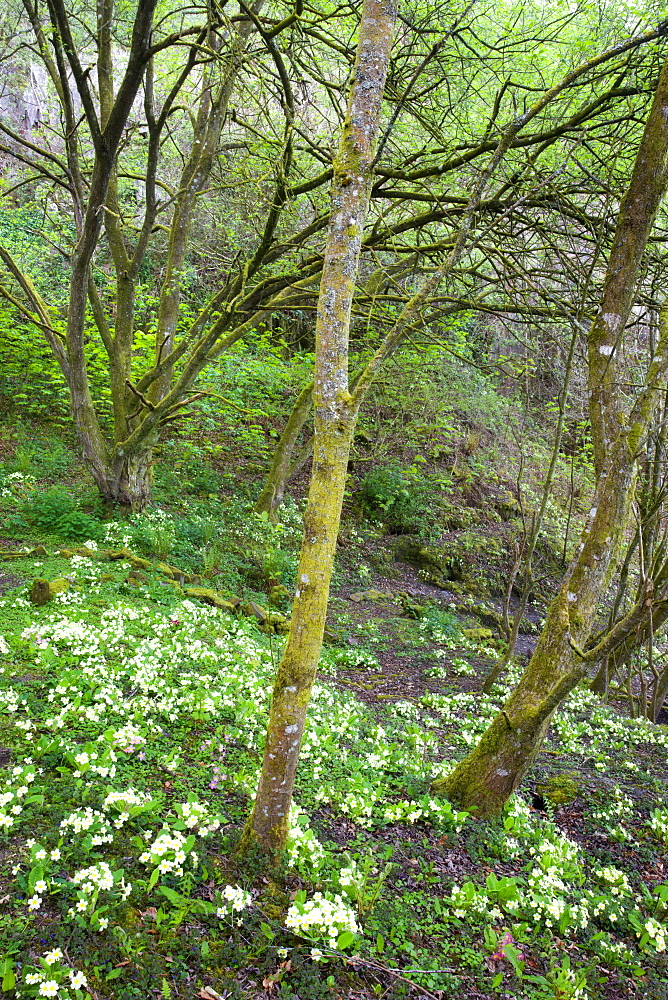 Yellow primroses (primula vulgaris) flowering in a woodland in the Spring, Morchard Bishop, Devon, England, United Kingdom, Europe