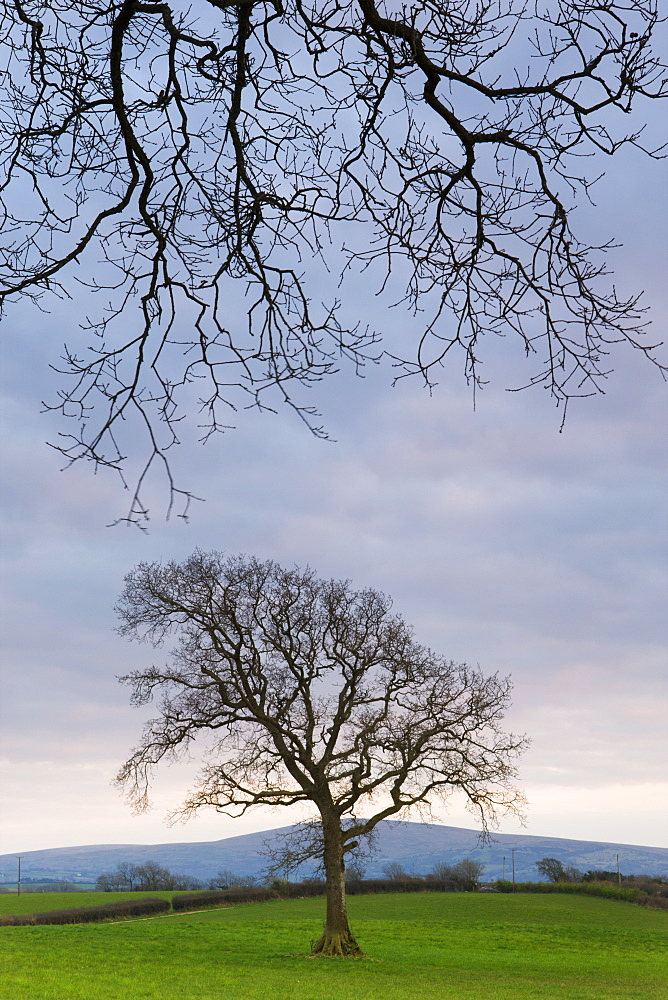 Tree in field with Dartmoor hills beyond, Itton Cross, Devon, England, United Kingdom, Europe