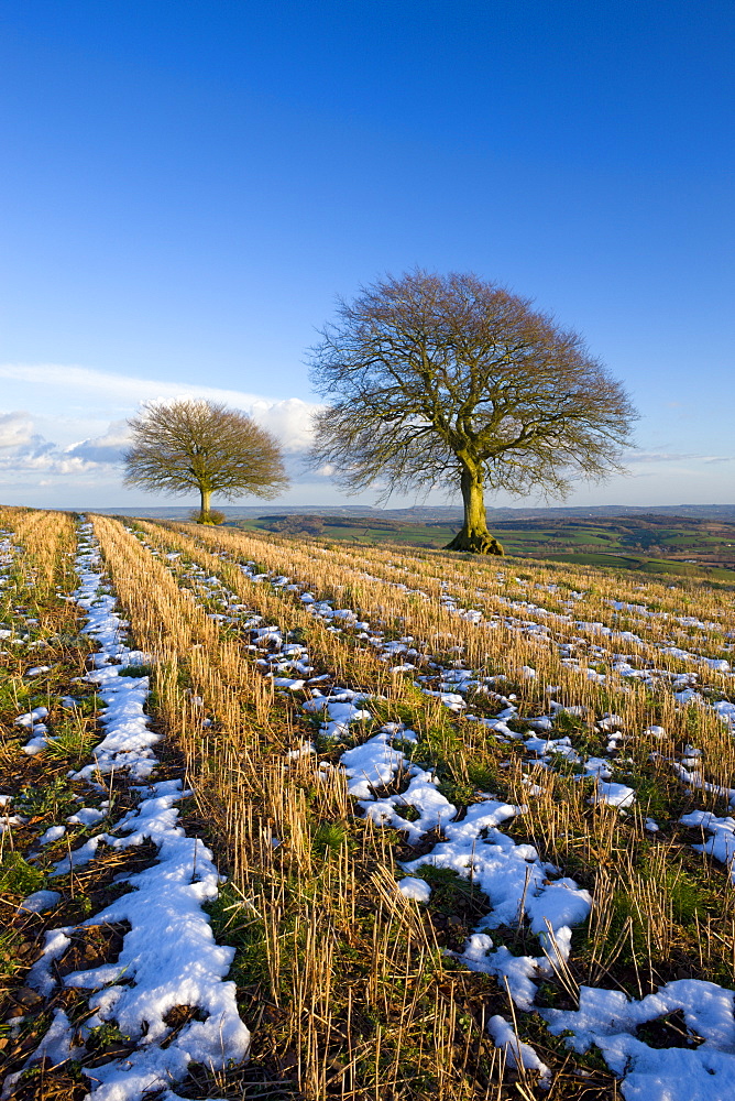 Melting winter snow in a rural field, near Silverton, Devon, England, United Kingdom, Europe