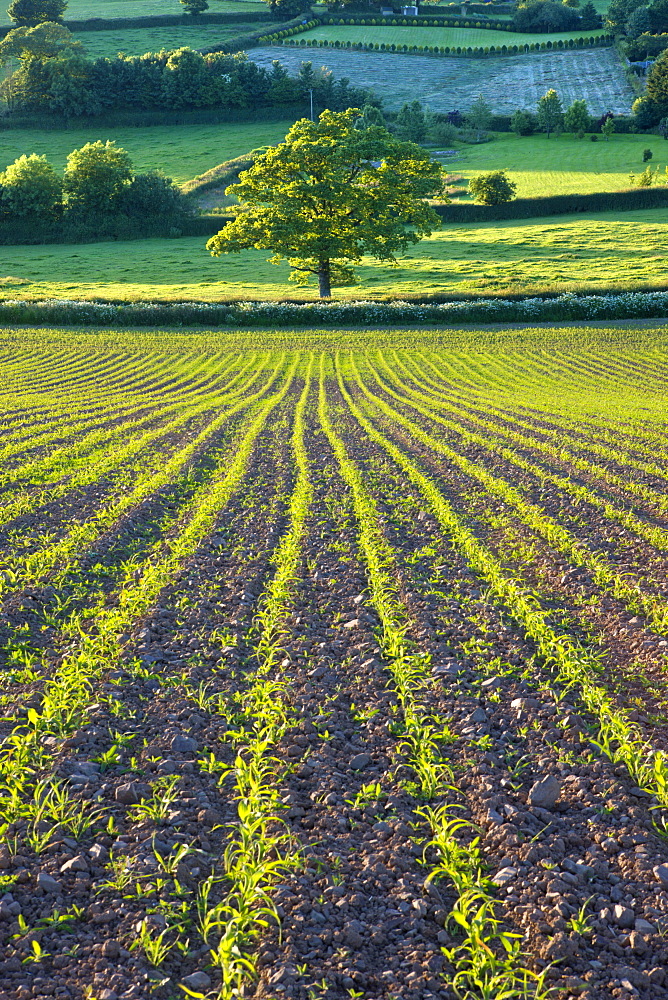 Summer crops growing in a field near Morchard Bishop, Crediton, Devon, England, United Kingdom, Europe