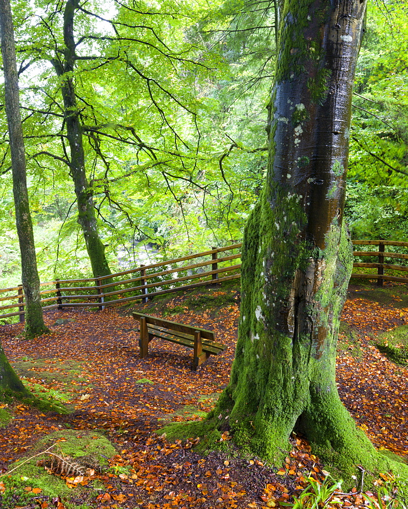 Secluded bench in Glenariff Forest Park, County Antrim, Ulster, Northern Ireland, United Kingdom, Europe