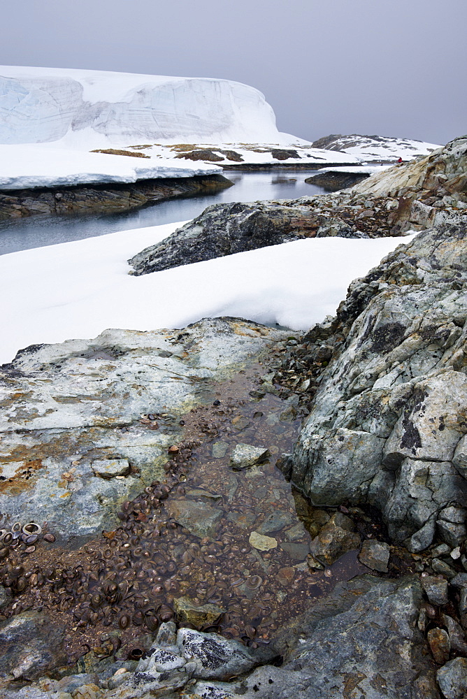 Snow covered coastline of White Island, Antarctic Peninsula, Antarctica, Polar Regions