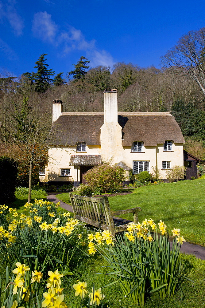 Thatched cottage and daffodils in the Exmoor village of Selworthy, Somerset, England, United Kingdom, Europe