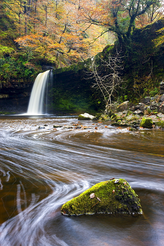 Sgwd Gwladus waterfall surrounded by autumnal foliage, near Ystradfellte, Brecon Beacons National Park, Powys, Wales, United Kingdom, Europe