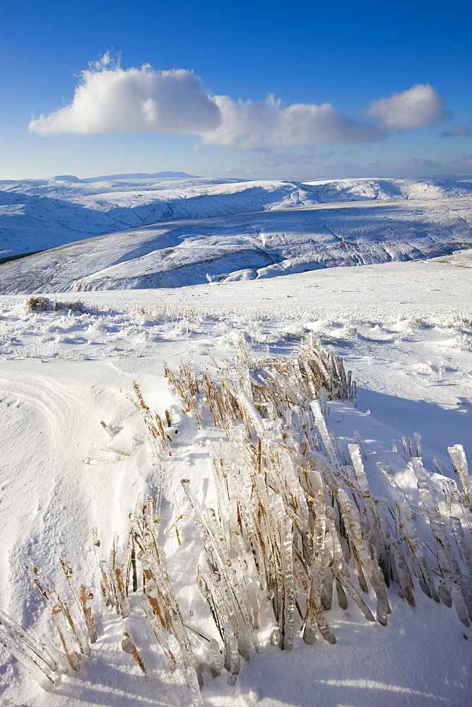 Frozen grass on the snow covered slopes of Pen y Fan mountain in the Brecon Beacons National Park, Powys, Wales, United Kingdom, Europe