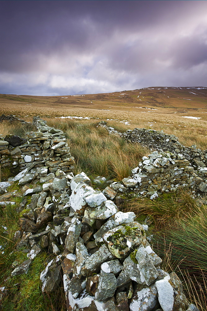 Ruined dry stone walls on the moorland above the Tawe Valley in winter, Fforest Fawr, Brecon Beacons National Park, Powys, Wales, United Kingdom, Europe