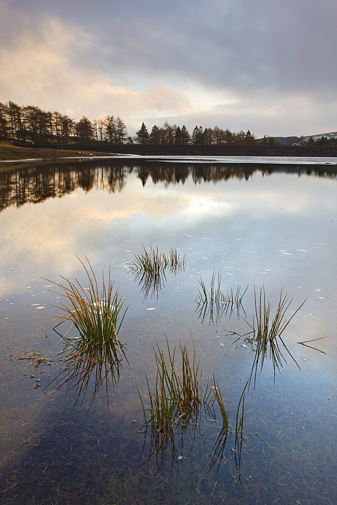 Tussock grass emerging through a low Upper Neuadd Reservoir, Brecon Beacons National Park, Powys, Wales, United Kingdom, Europe