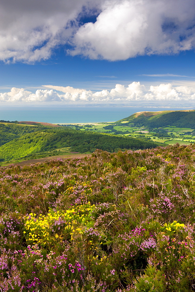 Flowering gorse and heather on Luccombe Hill, Exmoor National Park, Somerset, England, United Kingdom, Europe