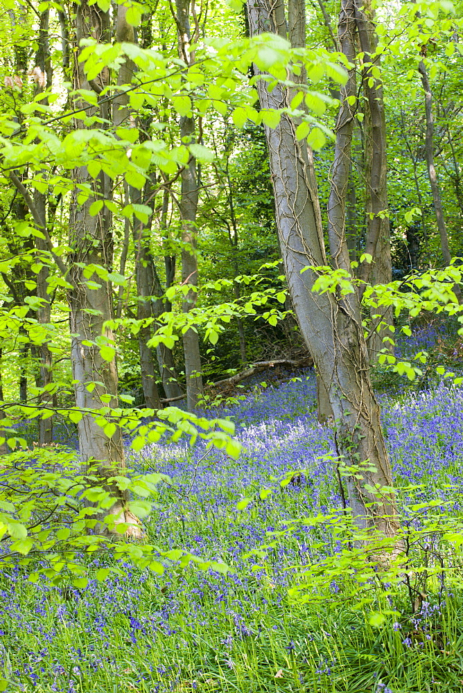 Common bluebells (Hyacinthoides non-scripta) growing in Coed Cefn woods, Brecon Beacons National Park, Powys, Wales, United Kingdom, Europe