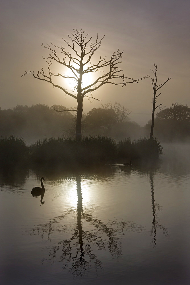 Misty summer morning on a fishing lake with dead trees and a swan, Morchard Road, Devon, England, United Kingdom, Europe