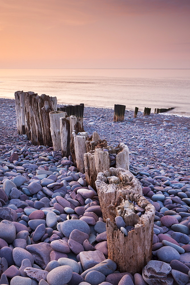 Weathered wooden groyne on Bossington Beach at sunset, Exmoor National Park, Somerset, England, United Kingdom, Europe