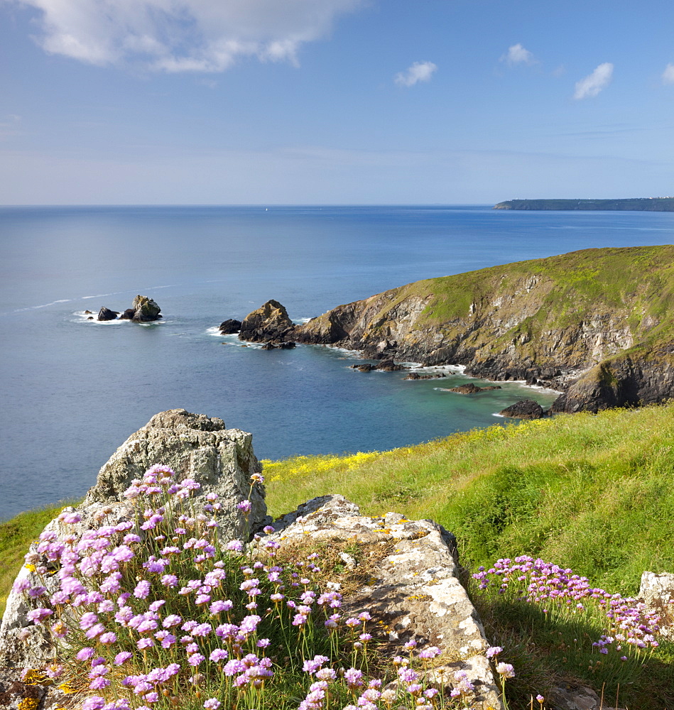 Sea thrift (Armeria maritima) growing on cliffs above Carrick Luz headland, Lizard Peninsula, Cornwall, United Kingdom, Europe