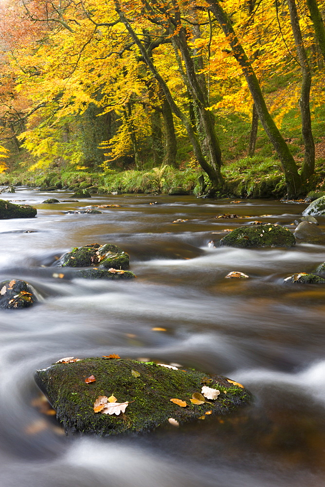 The rocky River Teign near Fingle Bridge in autumn, Dartmoor National Park, Devon, England, United Kingdom, Europe