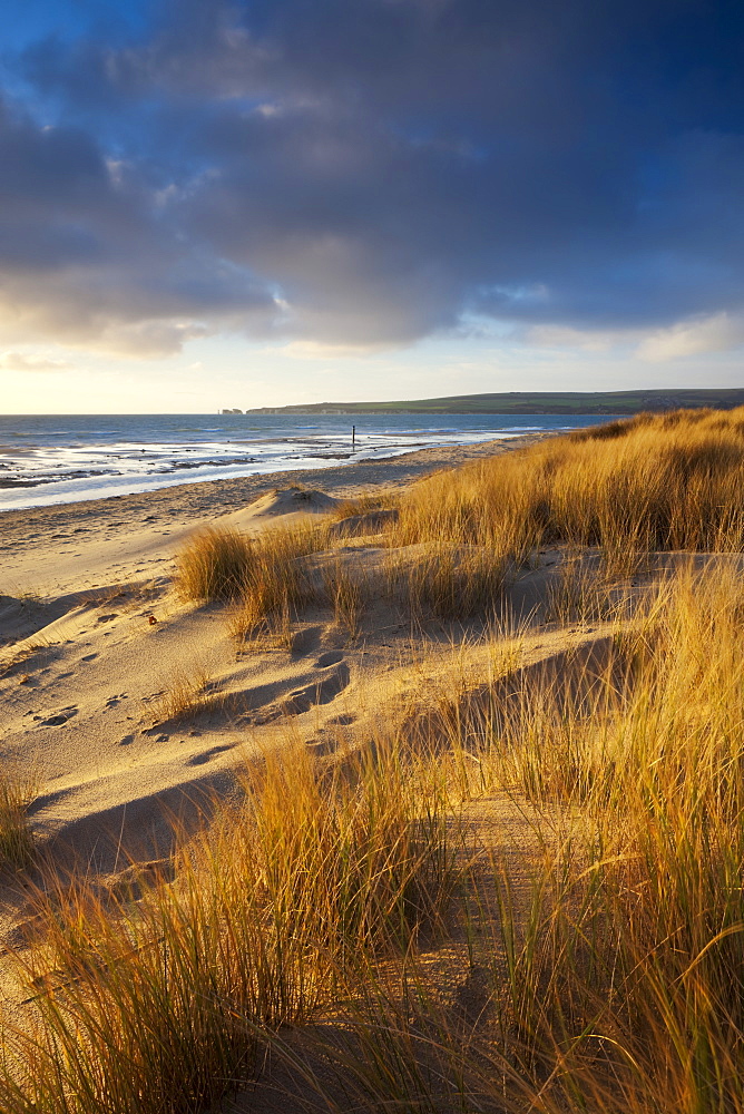 Studland Beach with views to Old Harry Rocks, Dorset, England, United Kingdom, Europe