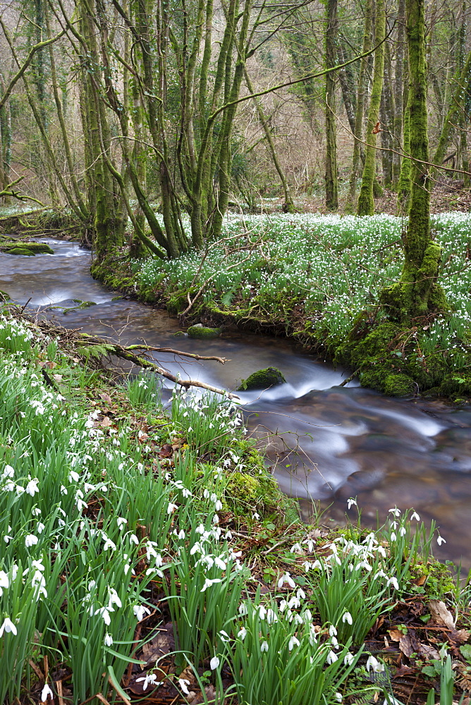 Snowdrops (Galanthus) flowering beside the River Avill in North Hawkwell Wood, otherwise known as Snowdrop Valley, Exmoor National Park, Somerset, England, United Kingdom, Europe