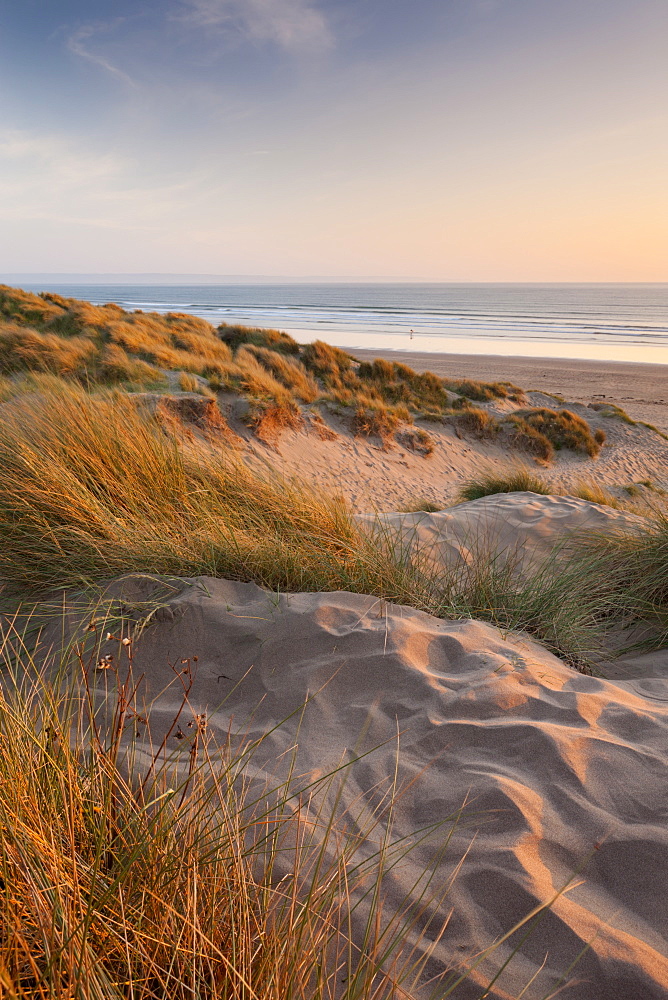 Marram grass on the sand dunes of Braunton Burrows, looking towards Saunton Sands beach, Devon, England, United Kingdom, Europe