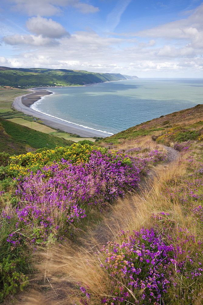 Coast path on Bossington Hill above Porlock Bay, Exmoor, Somerset, United Kingdom, Europe