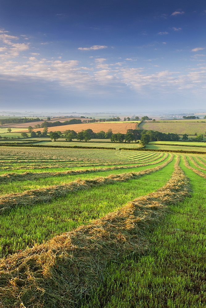 Freshly cut hay meadow, Morchard Bishop, Devon, England, United Kingdom, Europe