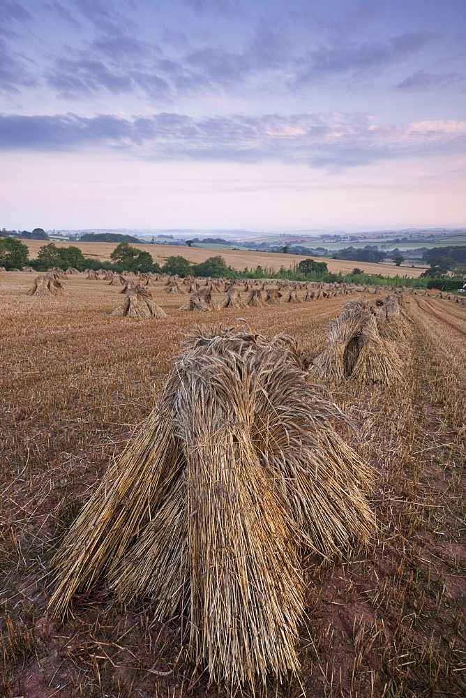 Corn stooks in a Devon field at dawn, Newbuildings, Devon, England, United Kingdom, Europe