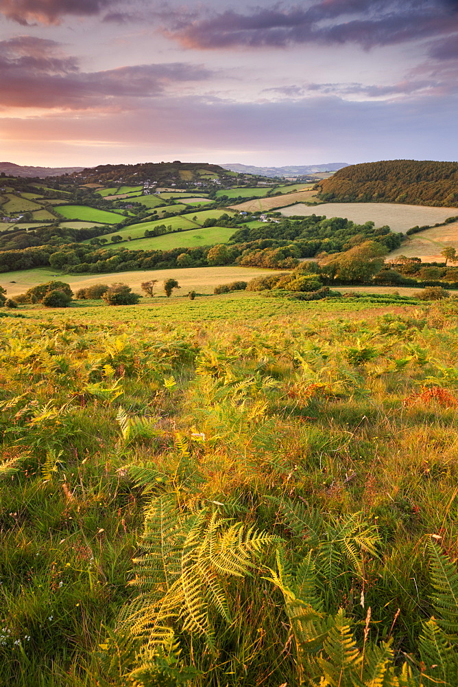 Rolling Dorset countryside viewed from Golden Cap, Dorset, England, United Kingdom, Europe