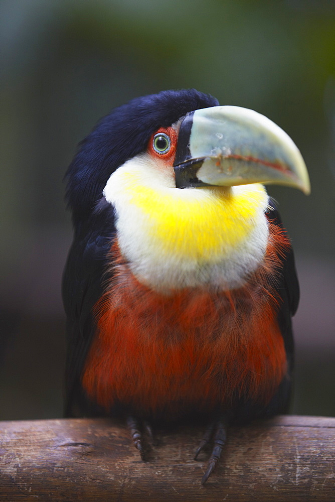 Red-breasted toucan at Parque das Aves (Bird Park), Iguacu, Parana, Brazil, South America 