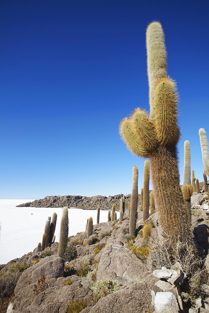 Isla del Pescado (Fish Island) on Salar de Uyuni (Salt Flats of Uyuni), Potosi Department, Bolivia, South America