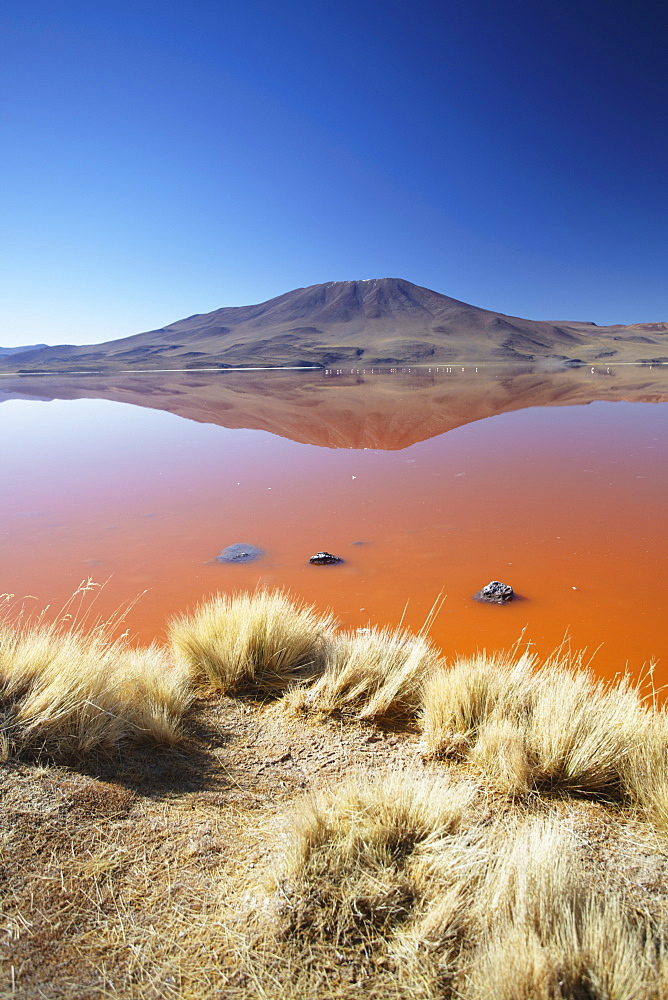 Laguna Colorada on the Altiplano, Potosi Department, Bolivia, South America