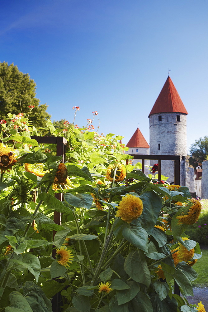 Sunflowers in garden outside Lower Town Wall, Tallinn, Estonia, Baltic States, Europe