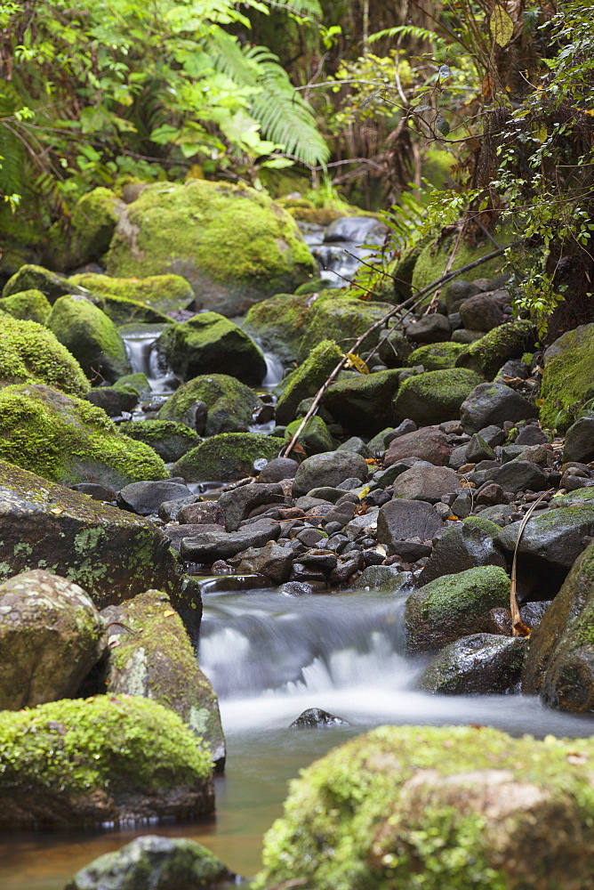 Stream on Kauaeranga Kauri Trail, Thames, Coromandel Peninsula, Waikato, North Island, New Zealand, Pacific