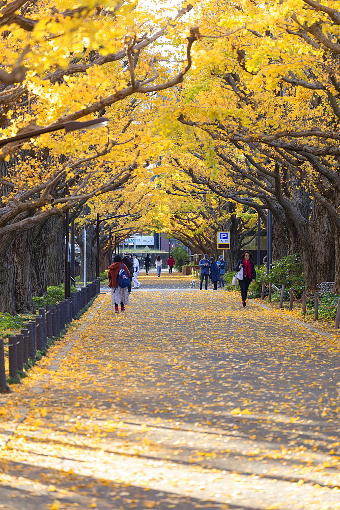 Autumnal ginkgo trees in Meiji Jingu Gaien, Tokyo, Honshu, Japan, Asia